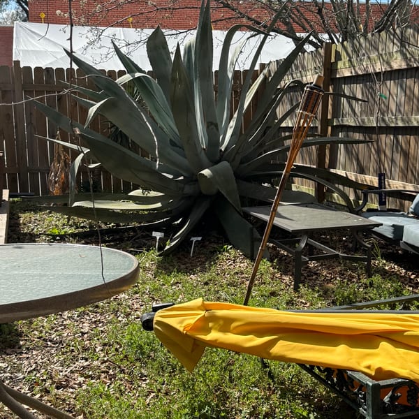 A large agave plant dominates a sunny backyard with a wooden fence and outdoor furniture.
